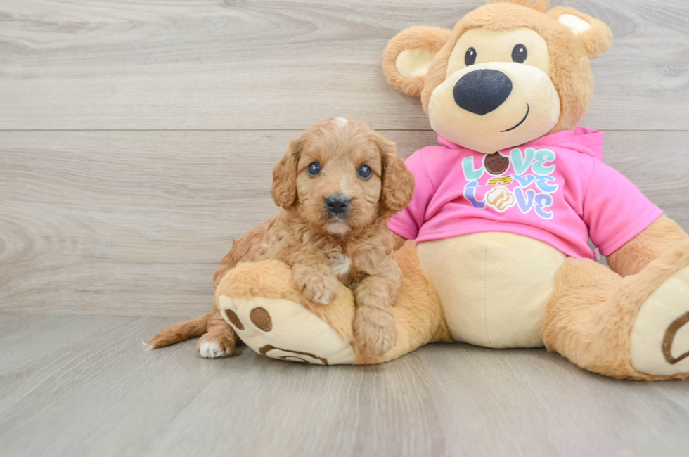 7 week old Cavapoo Puppy For Sale - Pilesgrove Pups