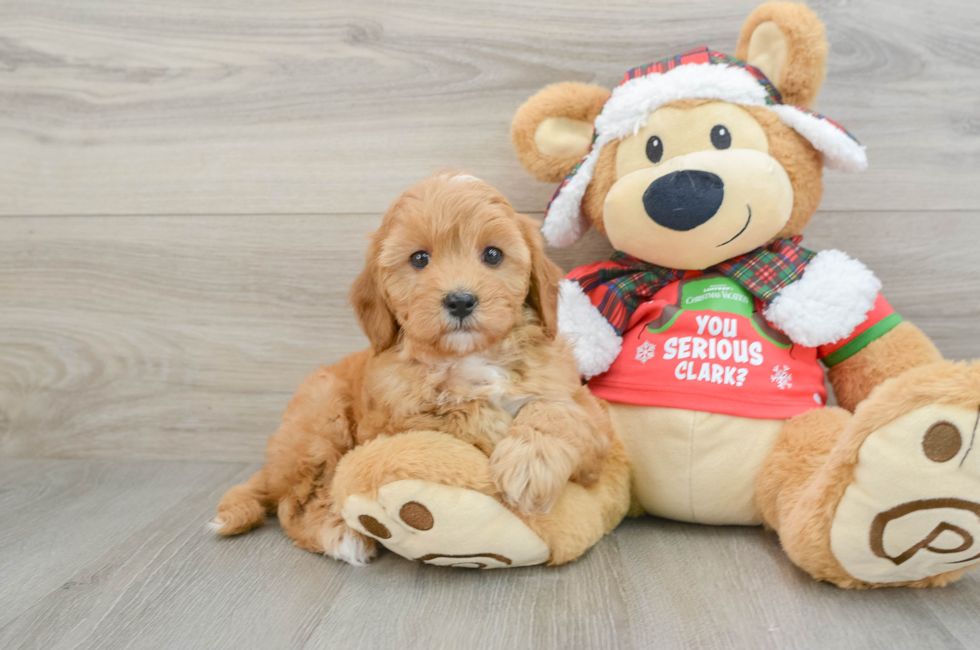 5 week old Cavapoo Puppy For Sale - Pilesgrove Pups