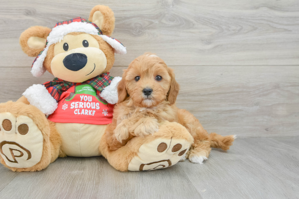 Best Cavapoo Baby