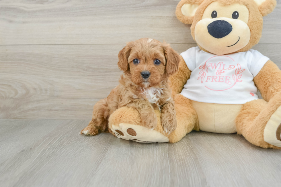 Cavapoo Pup Being Cute