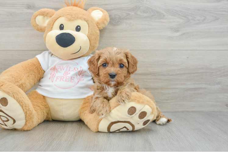 Happy Cavapoo Baby