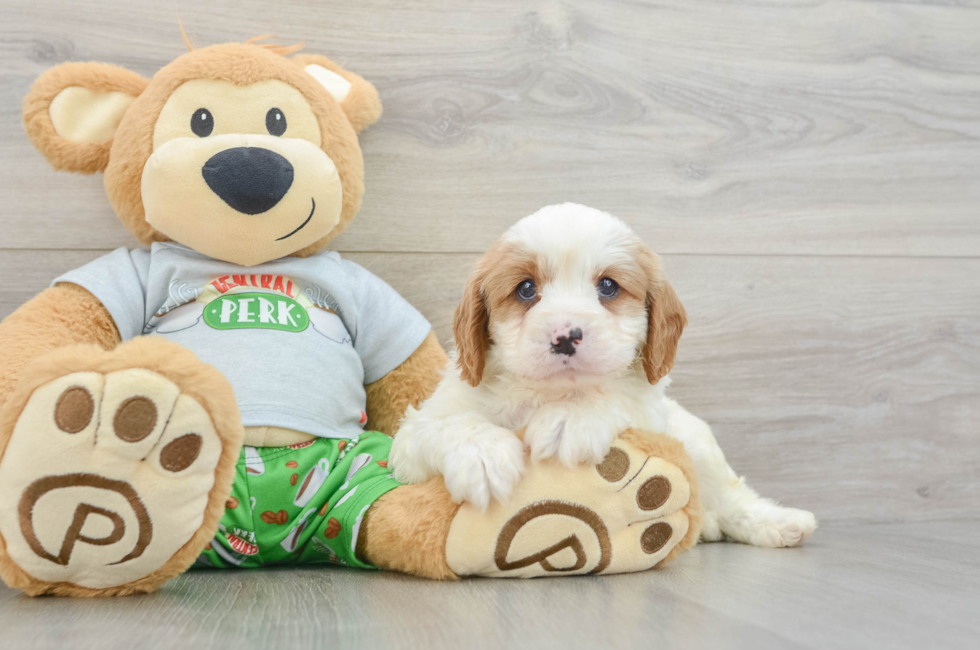 7 week old Cavapoo Puppy For Sale - Pilesgrove Pups
