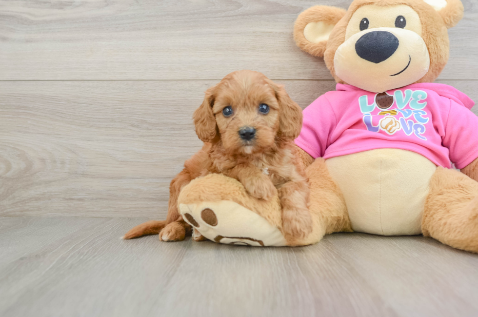 7 week old Cavapoo Puppy For Sale - Pilesgrove Pups