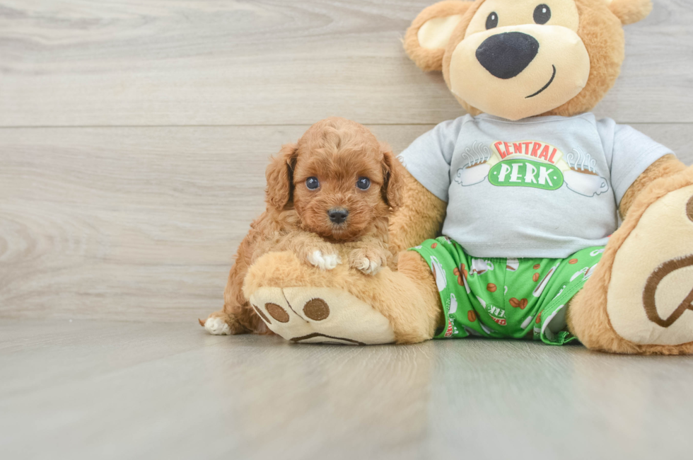 5 week old Cavapoo Puppy For Sale - Pilesgrove Pups