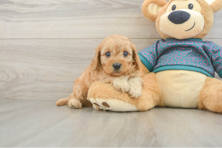 Best Cavapoo Baby