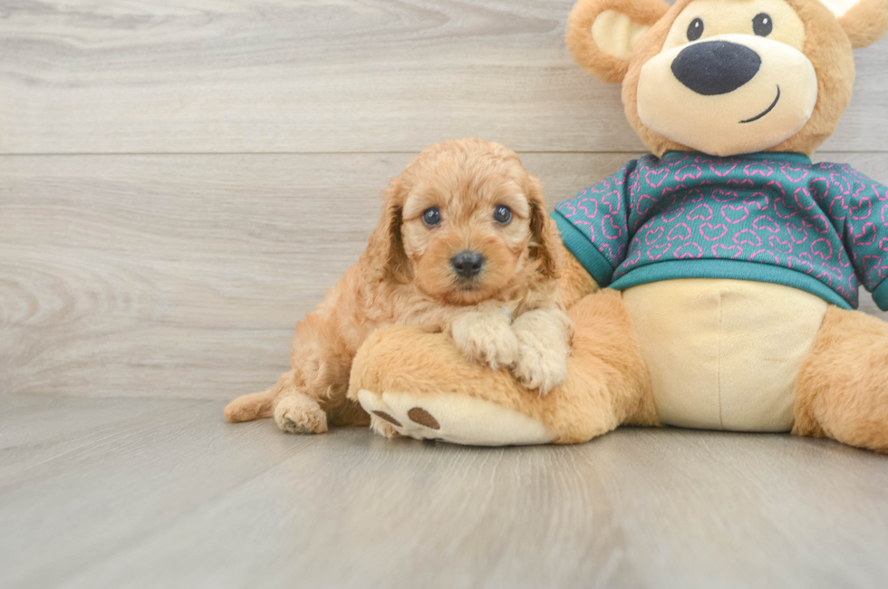 5 week old Cavapoo Puppy For Sale - Pilesgrove Pups