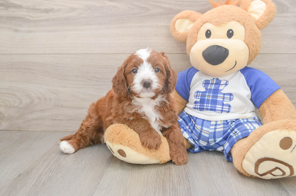 6 week old Cavapoo Puppy For Sale - Pilesgrove Pups