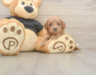 7 week old Cavapoo Puppy For Sale - Pilesgrove Pups