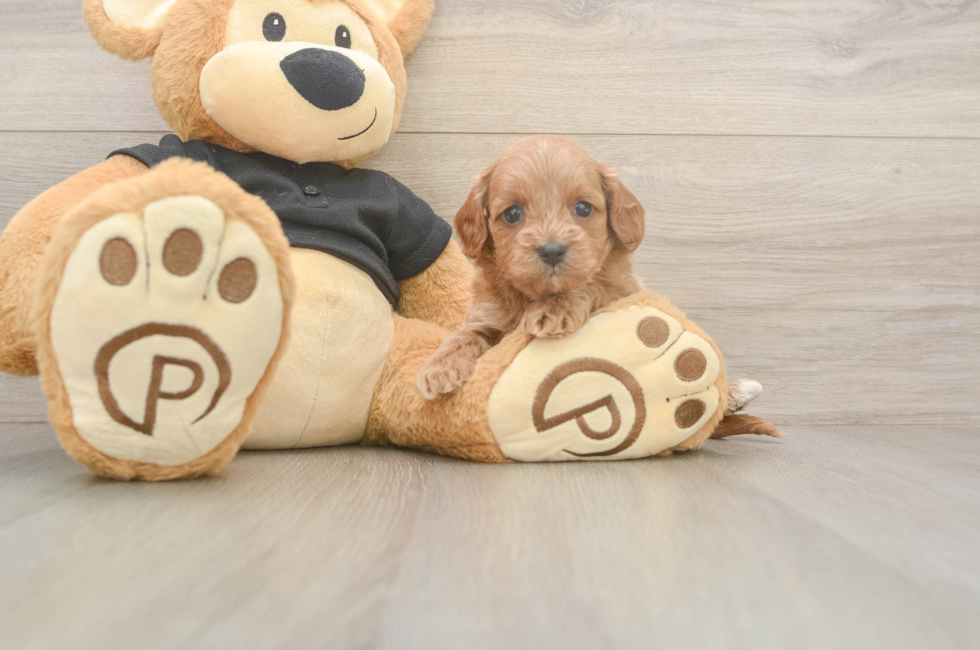 5 week old Cavapoo Puppy For Sale - Pilesgrove Pups