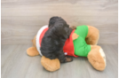 Cavapoo Pup Being Cute