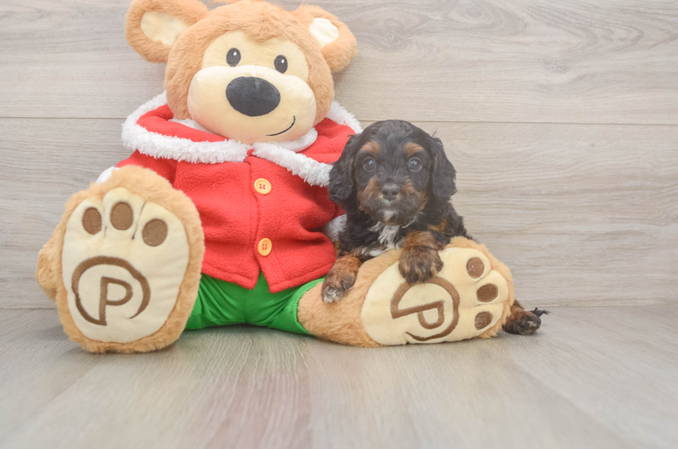 6 week old Cavapoo Puppy For Sale - Pilesgrove Pups