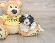 8 week old Cavapoo Puppy For Sale - Pilesgrove Pups