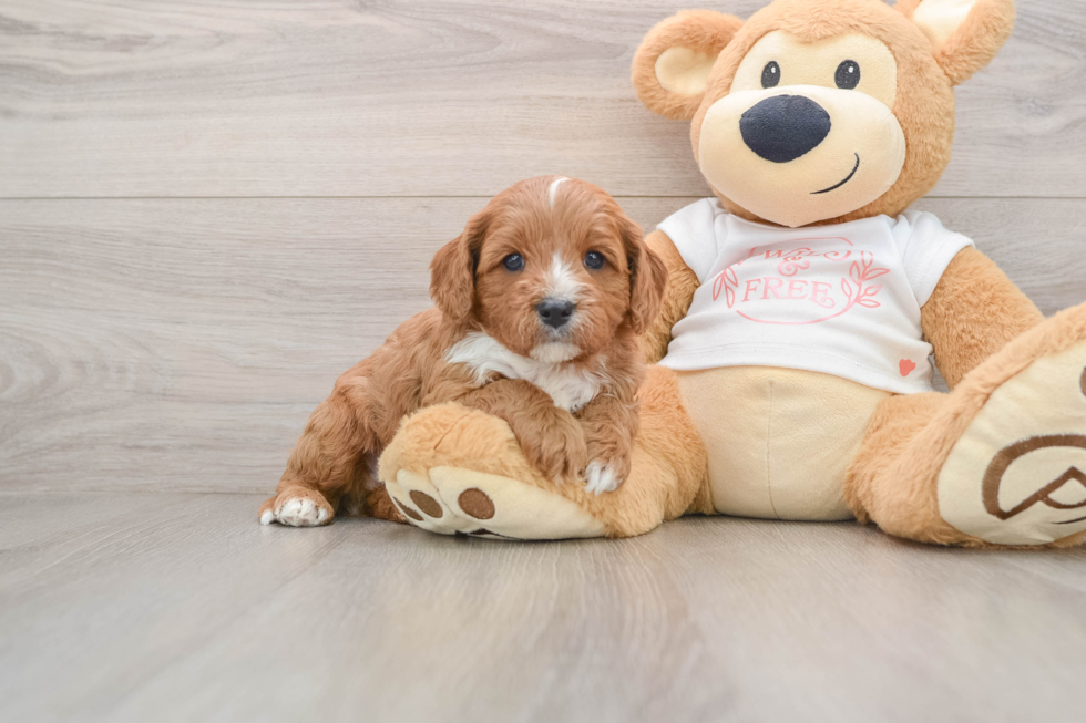 Cavapoo Pup Being Cute