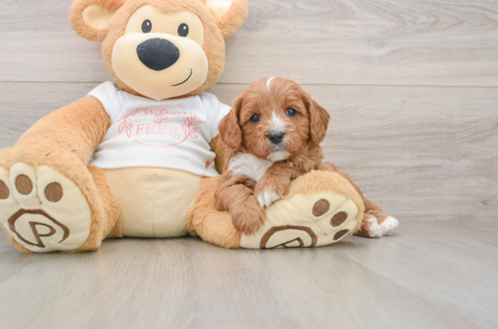 Cavapoo Puppy for Adoption