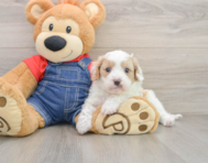 8 week old Cavapoo Puppy For Sale - Pilesgrove Pups