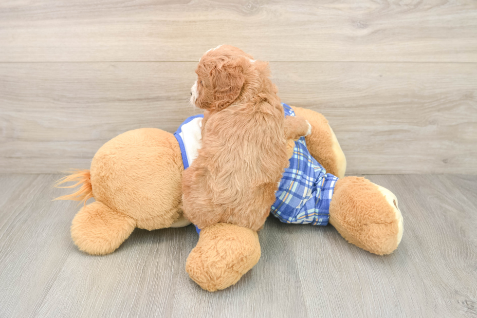 Cavapoo Pup Being Cute