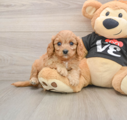 7 week old Cavapoo Puppy For Sale - Pilesgrove Pups