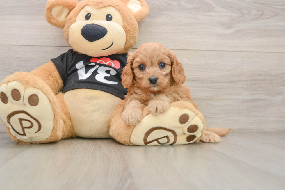 Small Cavapoo Baby