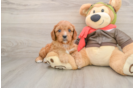 Cavapoo Pup Being Cute