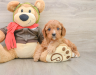 7 week old Cavapoo Puppy For Sale - Pilesgrove Pups