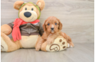 Playful Cavapoodle Poodle Mix Puppy