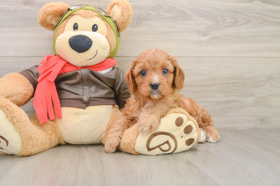 Playful Cavapoodle Poodle Mix Puppy