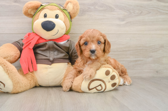 Playful Cavapoodle Poodle Mix Puppy