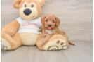 Cavapoo Pup Being Cute