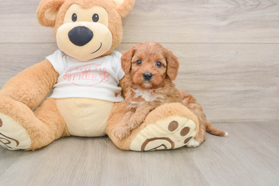 Cavapoo Pup Being Cute