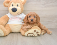 8 week old Cavapoo Puppy For Sale - Pilesgrove Pups