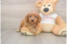 Adorable Cavalier King Charles Spaniel and Poodle Mix Poodle Mix Puppy