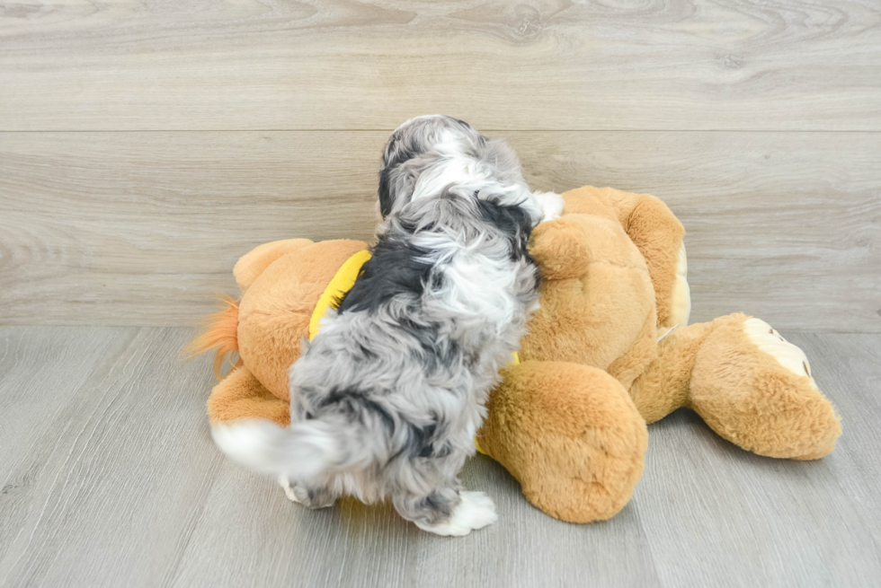 Cavapoo Puppy for Adoption