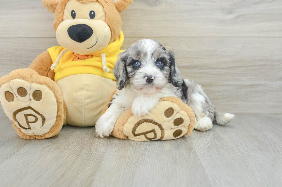 6 week old Cavapoo Puppy For Sale - Pilesgrove Pups