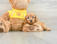 8 week old Cavapoo Puppy For Sale - Pilesgrove Pups