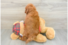 Cavapoo Pup Being Cute