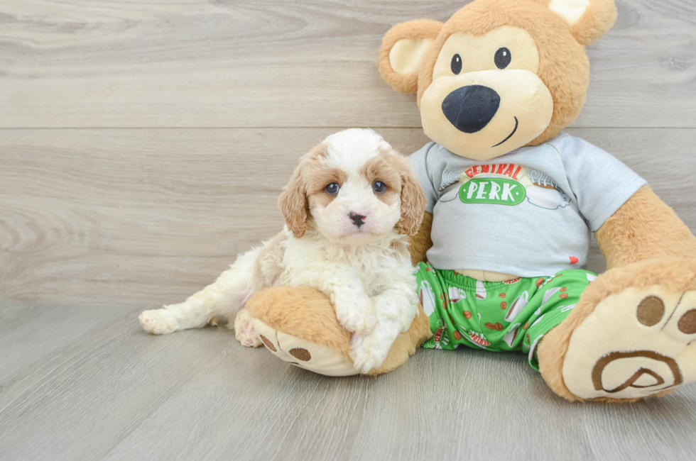 7 week old Cavapoo Puppy For Sale - Pilesgrove Pups