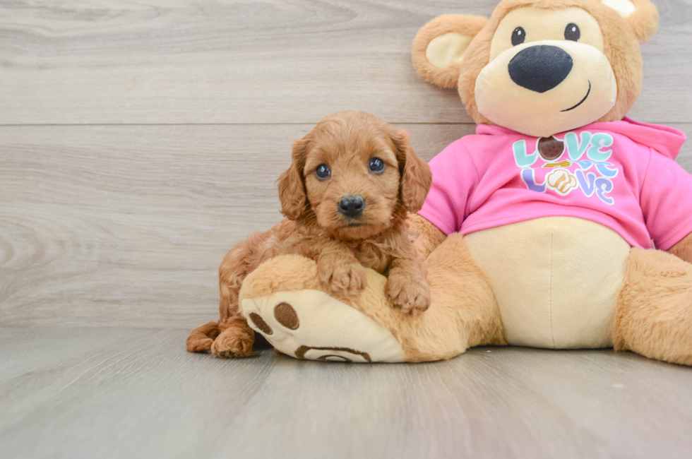 7 week old Cavapoo Puppy For Sale - Pilesgrove Pups