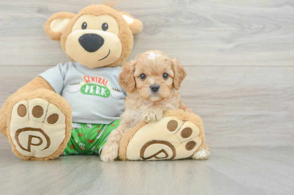 5 week old Cavapoo Puppy For Sale - Pilesgrove Pups