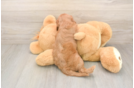 Cavapoo Puppy for Adoption