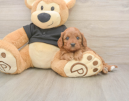 7 week old Cavapoo Puppy For Sale - Pilesgrove Pups