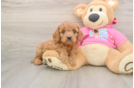 Cavapoo Puppy for Adoption