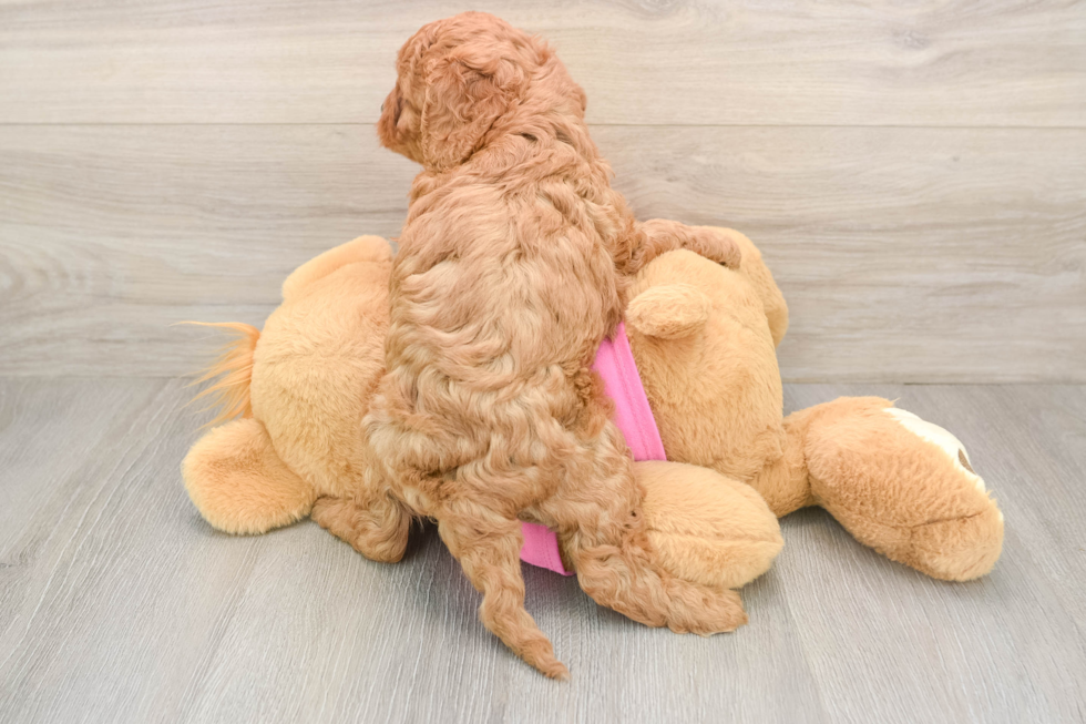 Adorable Cavalier King Charles Spaniel and Poodle Mix Poodle Mix Puppy