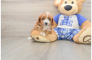 Cavapoo Puppy for Adoption
