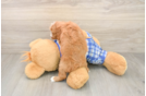 Best Cavapoo Baby
