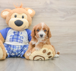 7 week old Cavapoo Puppy For Sale - Pilesgrove Pups
