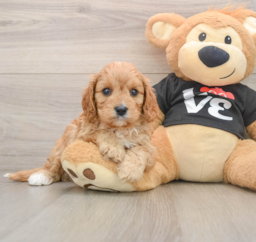7 week old Cavapoo Puppy For Sale - Pilesgrove Pups
