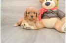 Cavapoo Pup Being Cute