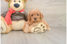 Cavapoo Pup Being Cute