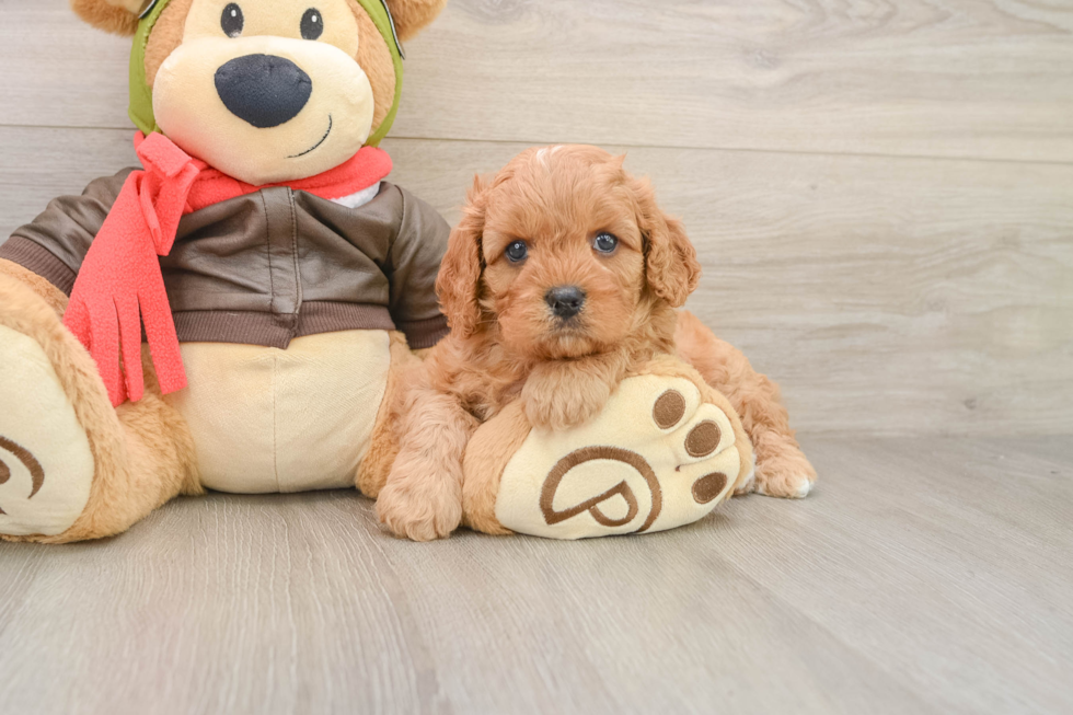 Cavapoo Pup Being Cute