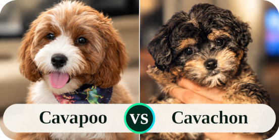 Cavapoo Vs Cavachon Comparison